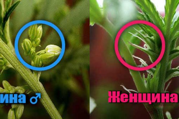 Как зайти на кракен